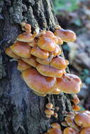 Plancia ëd Flammulina velutipes (Curtis) Singer 1951