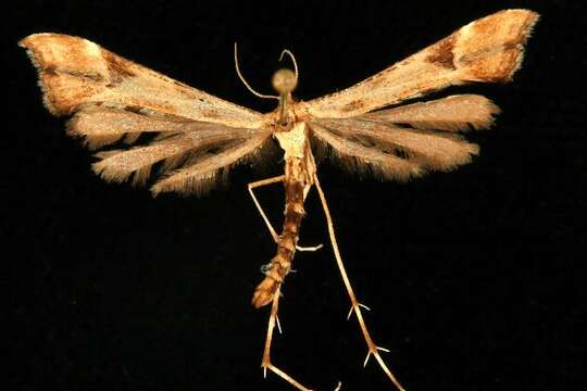 Image of Platyptilia carduidactyla