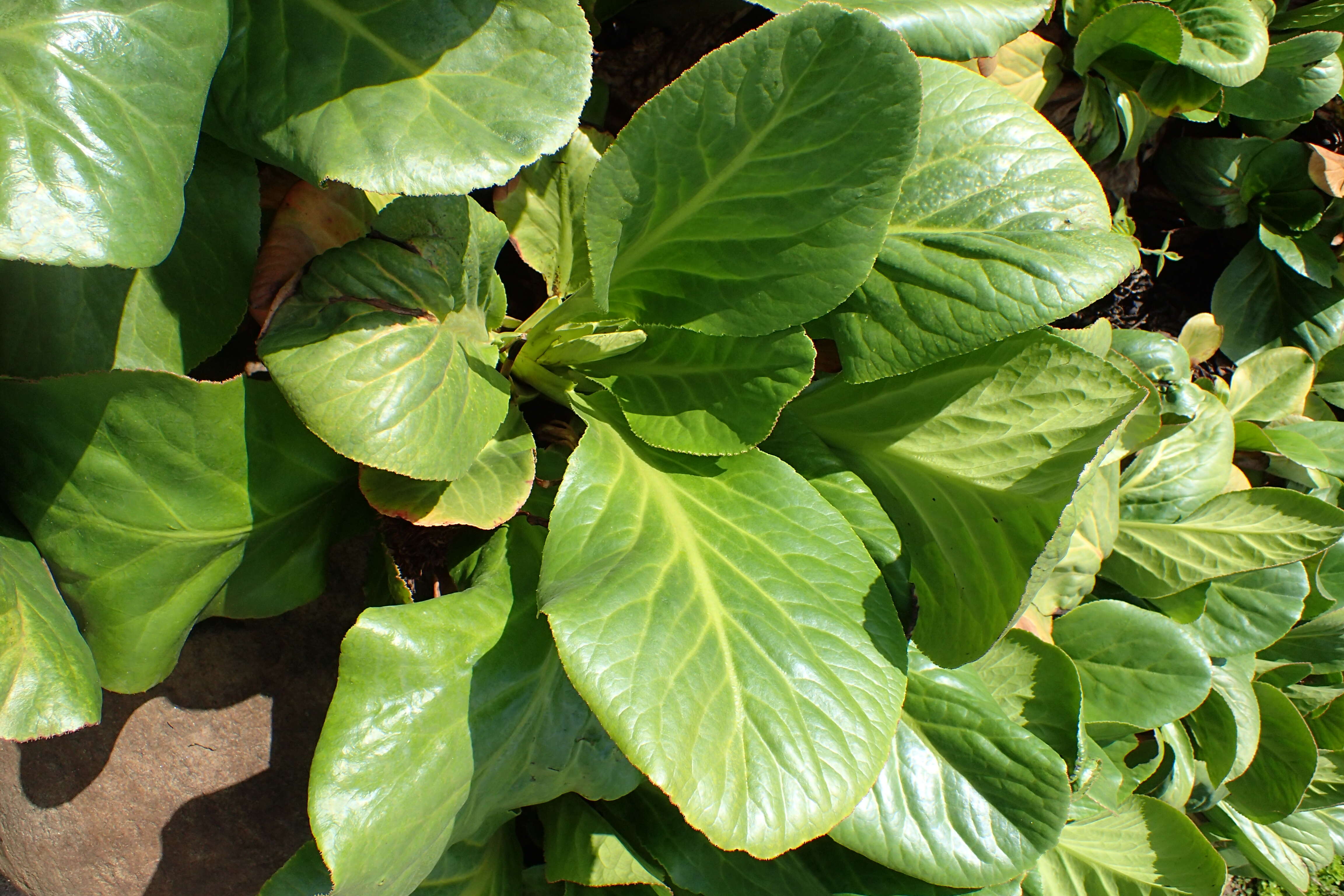 Image of Bergenia stracheyi (Hook. fil. & Thomson) Engl.