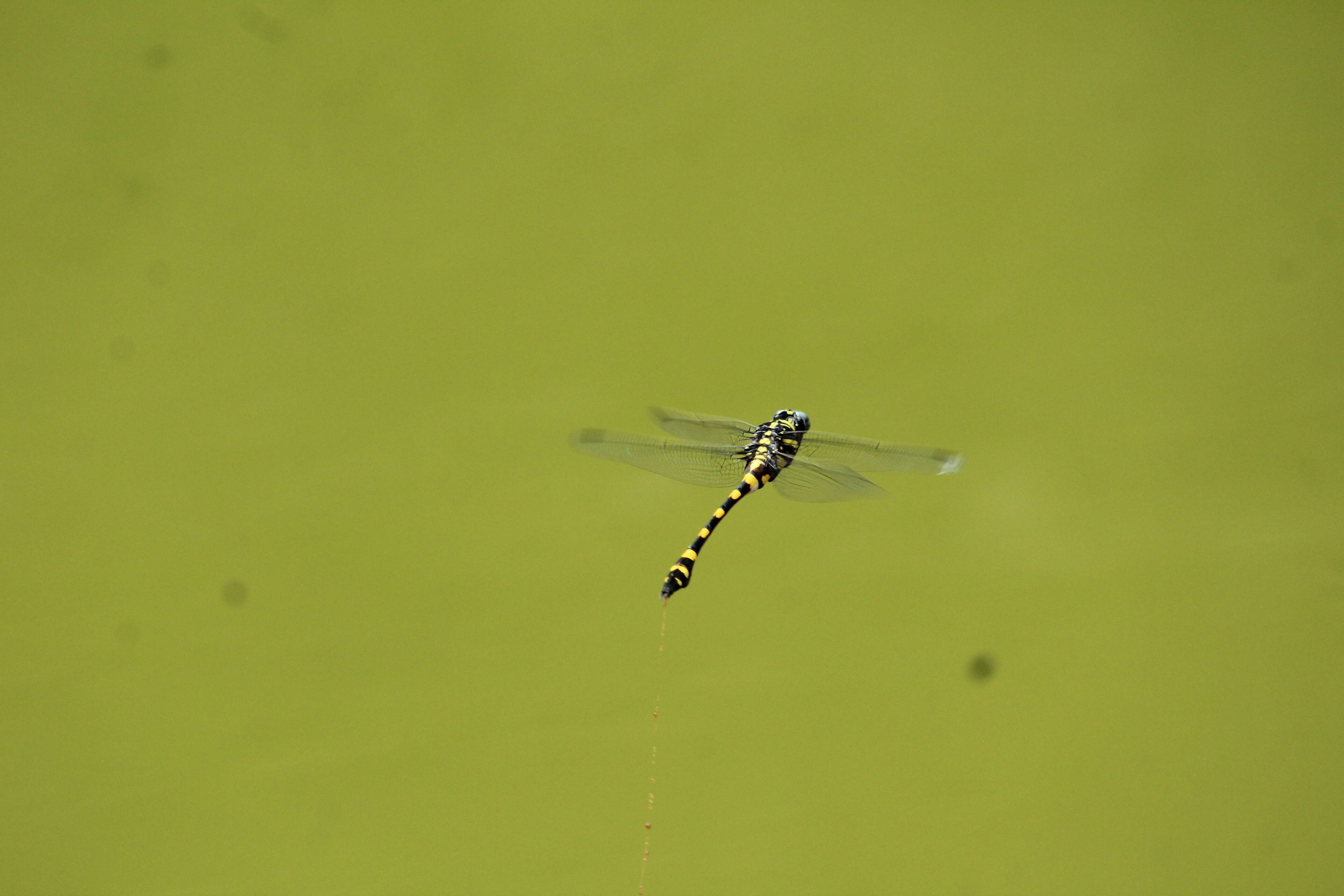 صورة Ictinogomphus rapax (Rambur 1842)