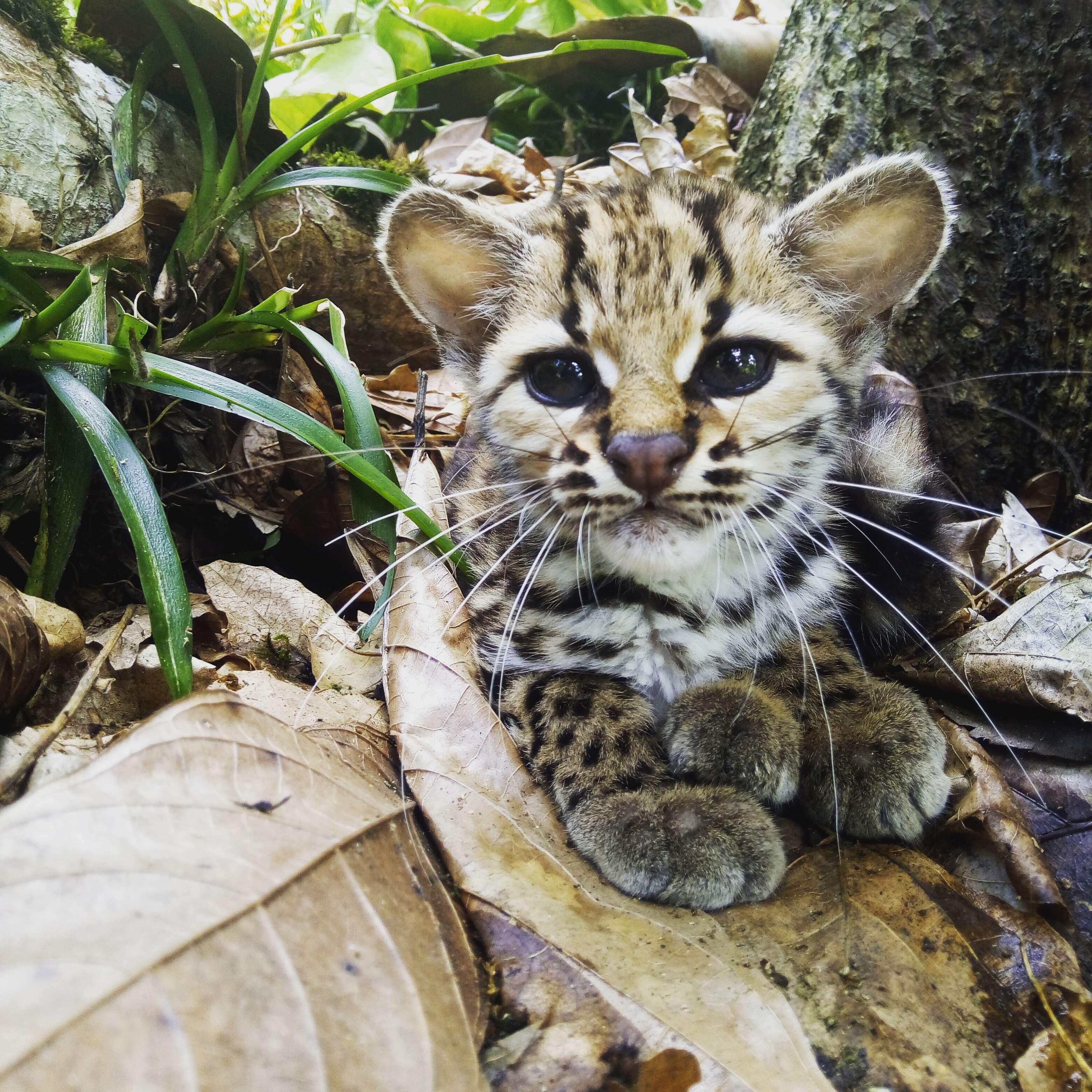 Image of little spotted cat