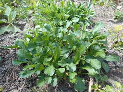 صورة Leucanthemum ircutianum (Turcz.) DC.