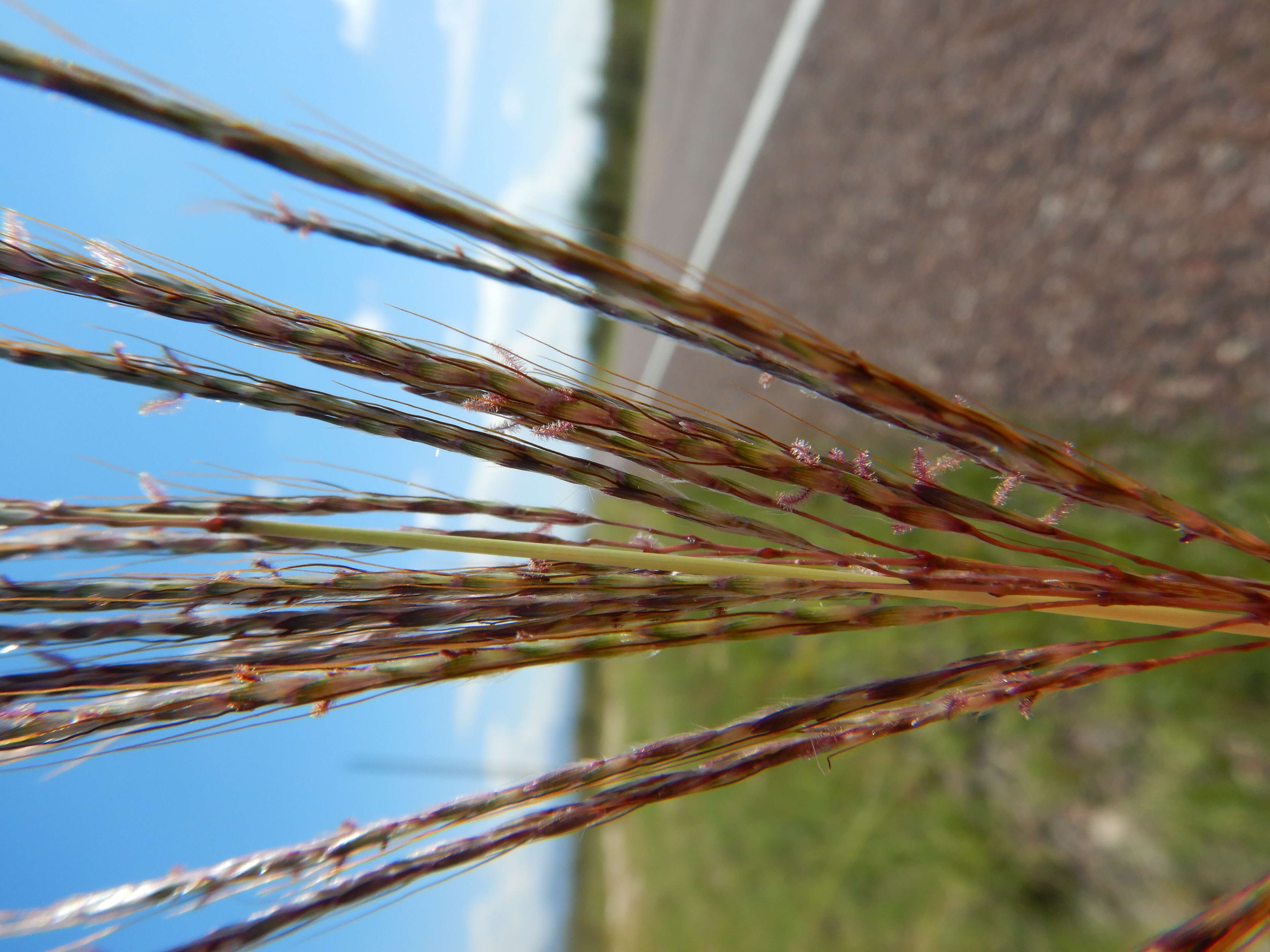 صورة Bothriochloa ischaemum (L.) Keng