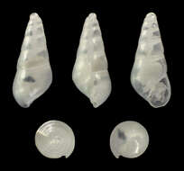 Plancia ëd Odostomia acuta Jeffreys 1848