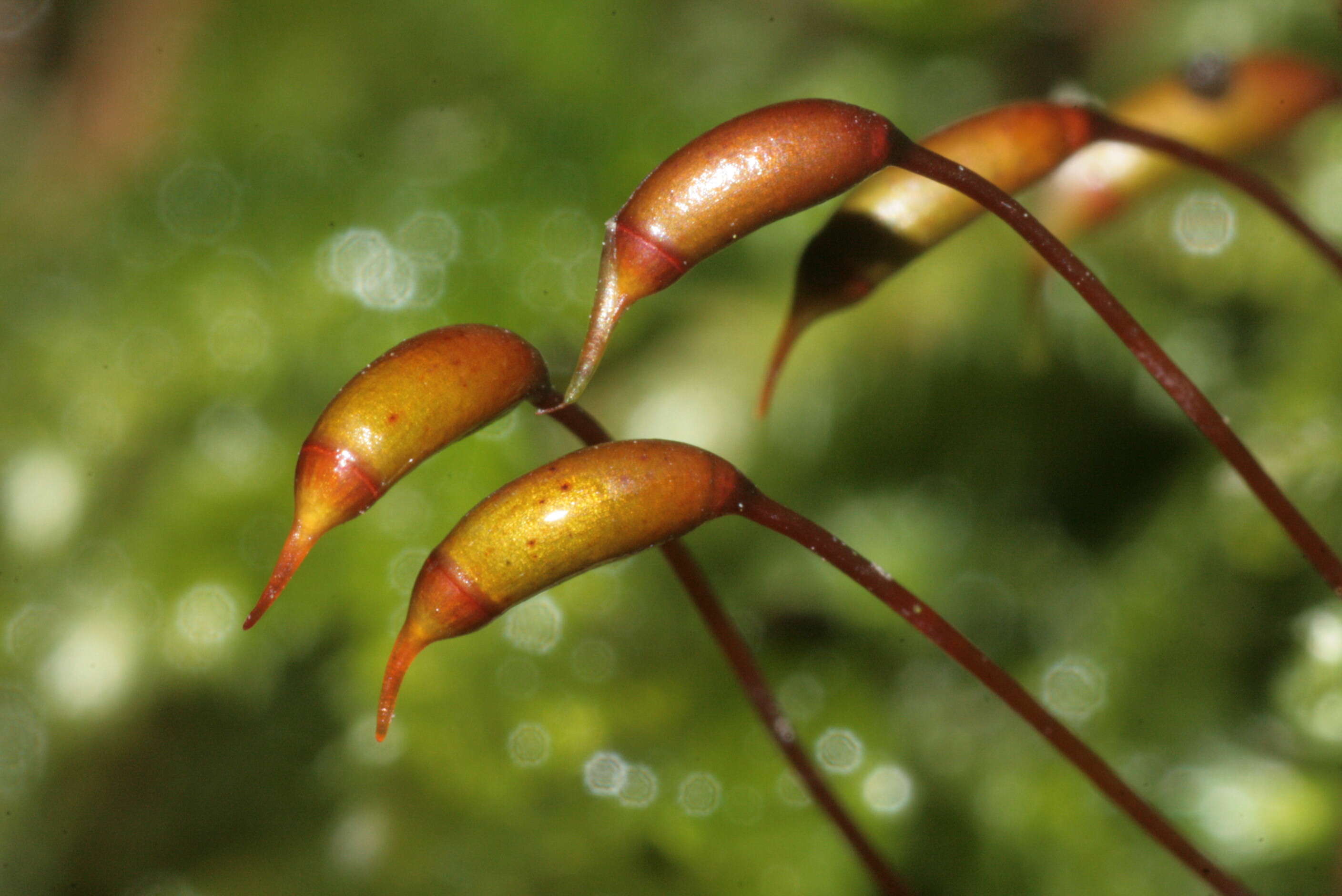 Image of common striated feather-moss