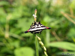 Image of Gasteracantha geminata (Fabricius 1798)