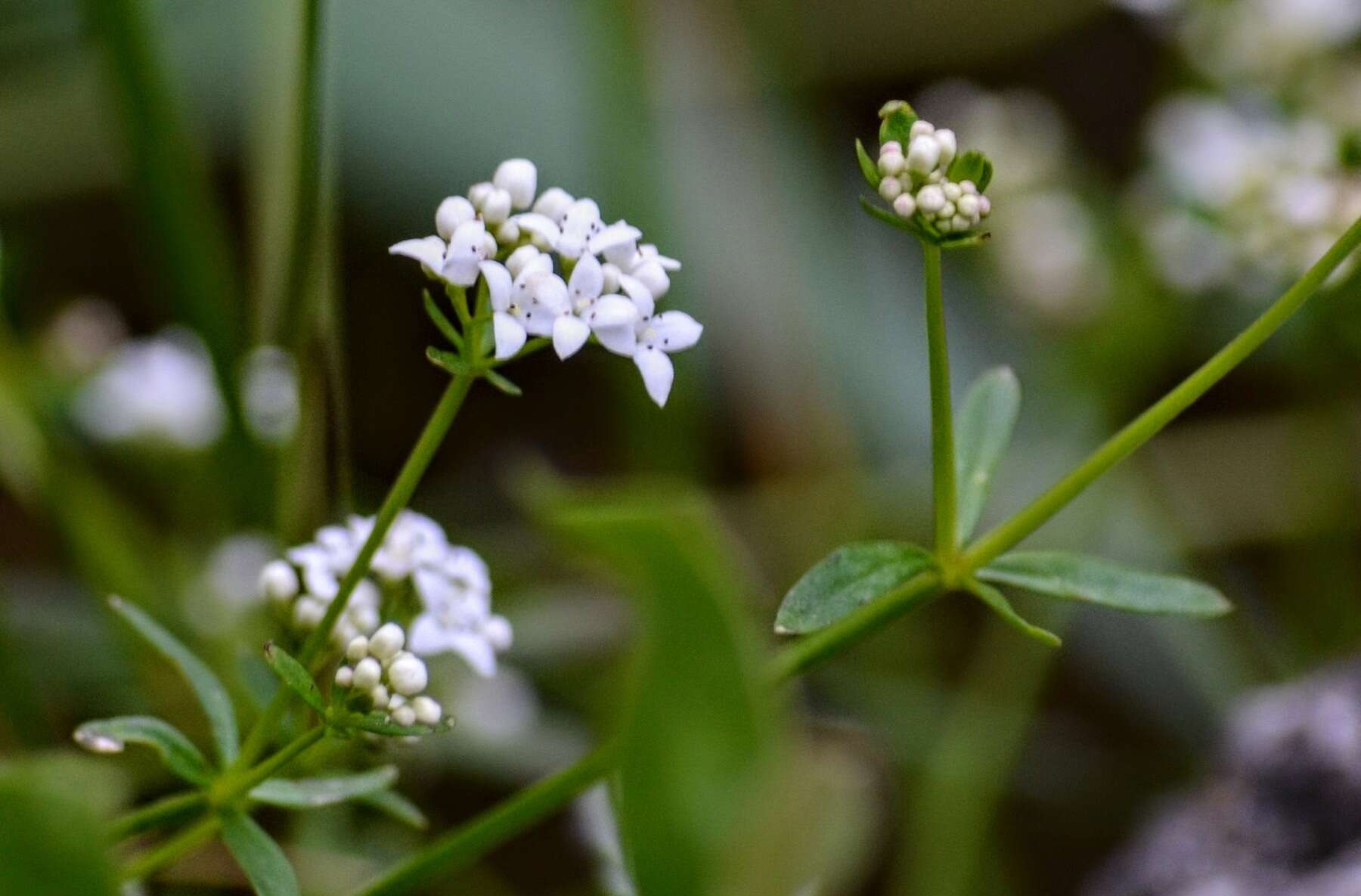 Image of Fen Bedstraw