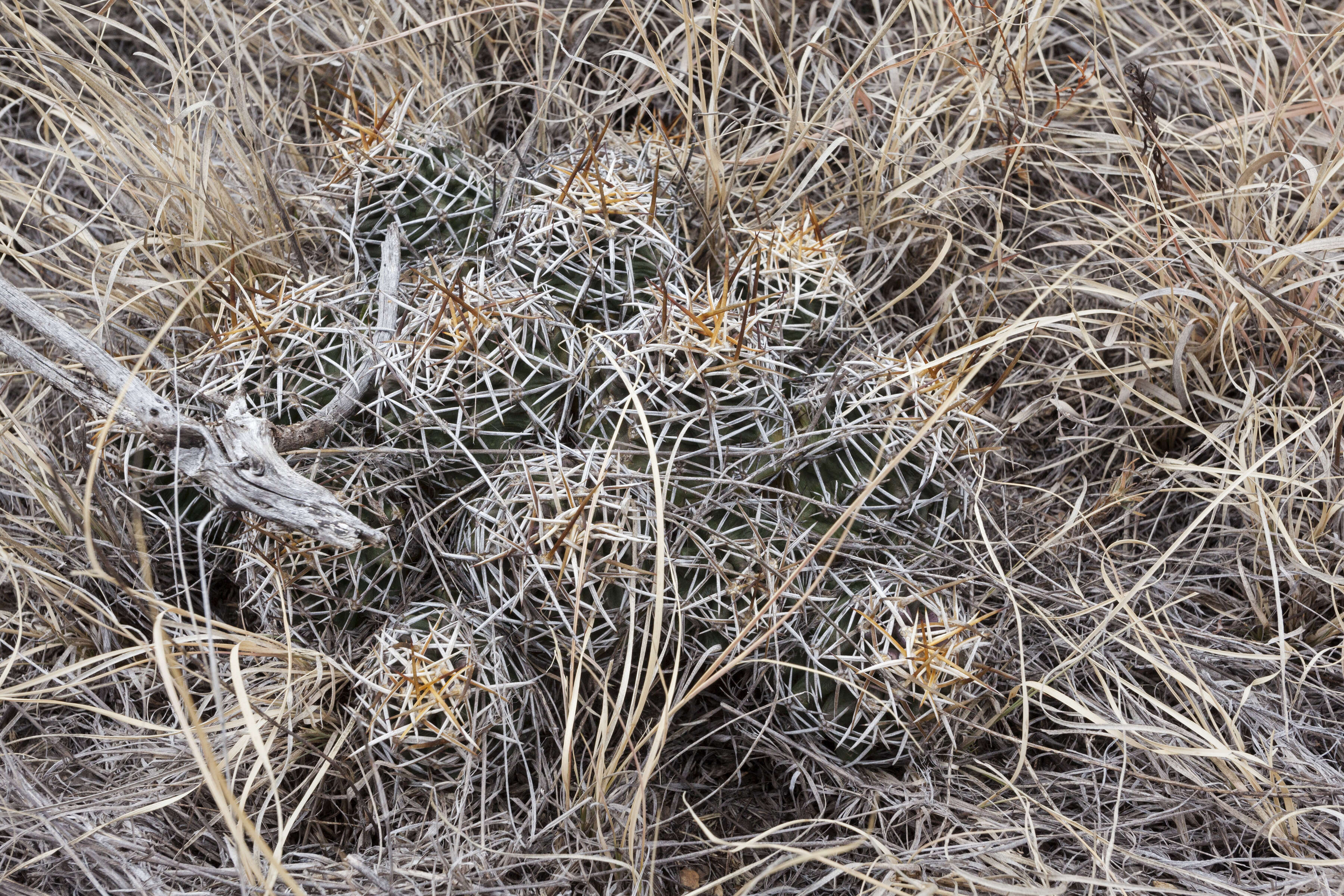 Image de Echinocereus fendleri (Engelm.) Sencke ex J. N. Haage