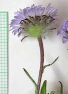 Image of largeflower fleabane