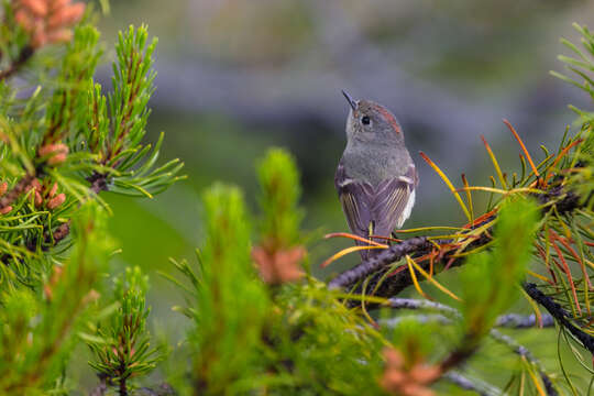 Image of goldcrests and kinglets