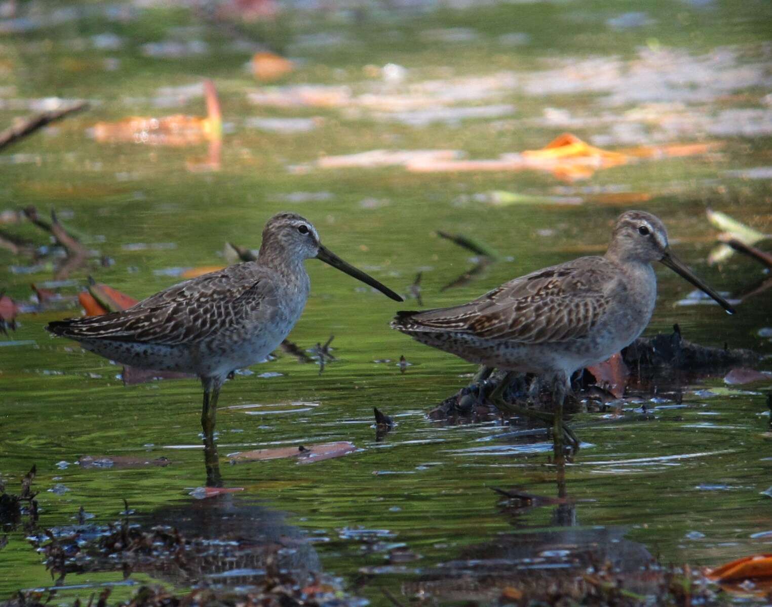 Image of Short-billed Dowitcher