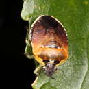 Image of Pittosporum shield bug