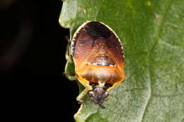 Image of Pittosporum shield bug