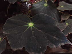 Image of Begonia bowerae Ziesenh.