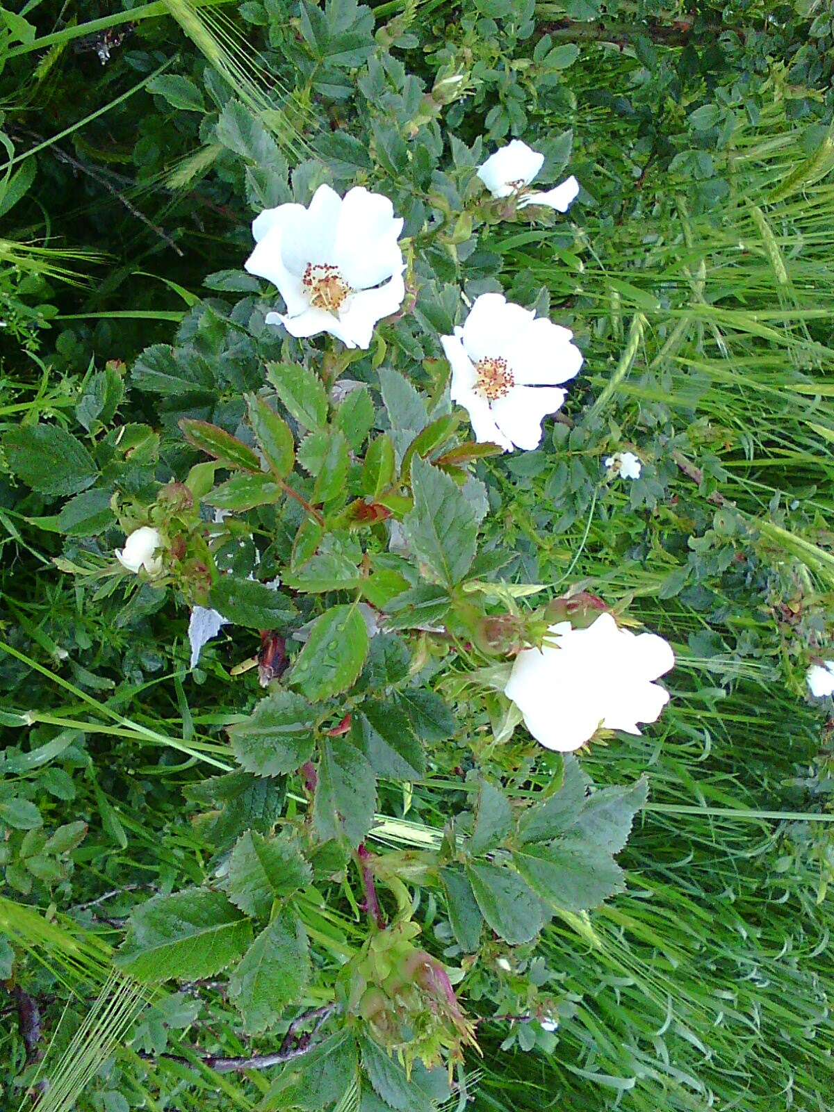 Imagem de Rosa foetida J. Herrm.