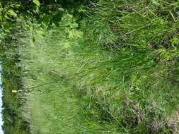 Image of black salsify