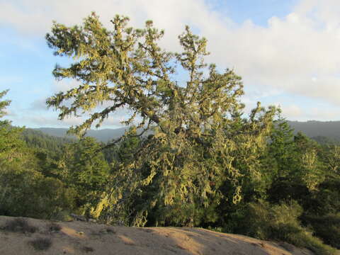 Pinus attenuata Lemmon的圖片