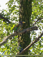 Image of Great Barbet