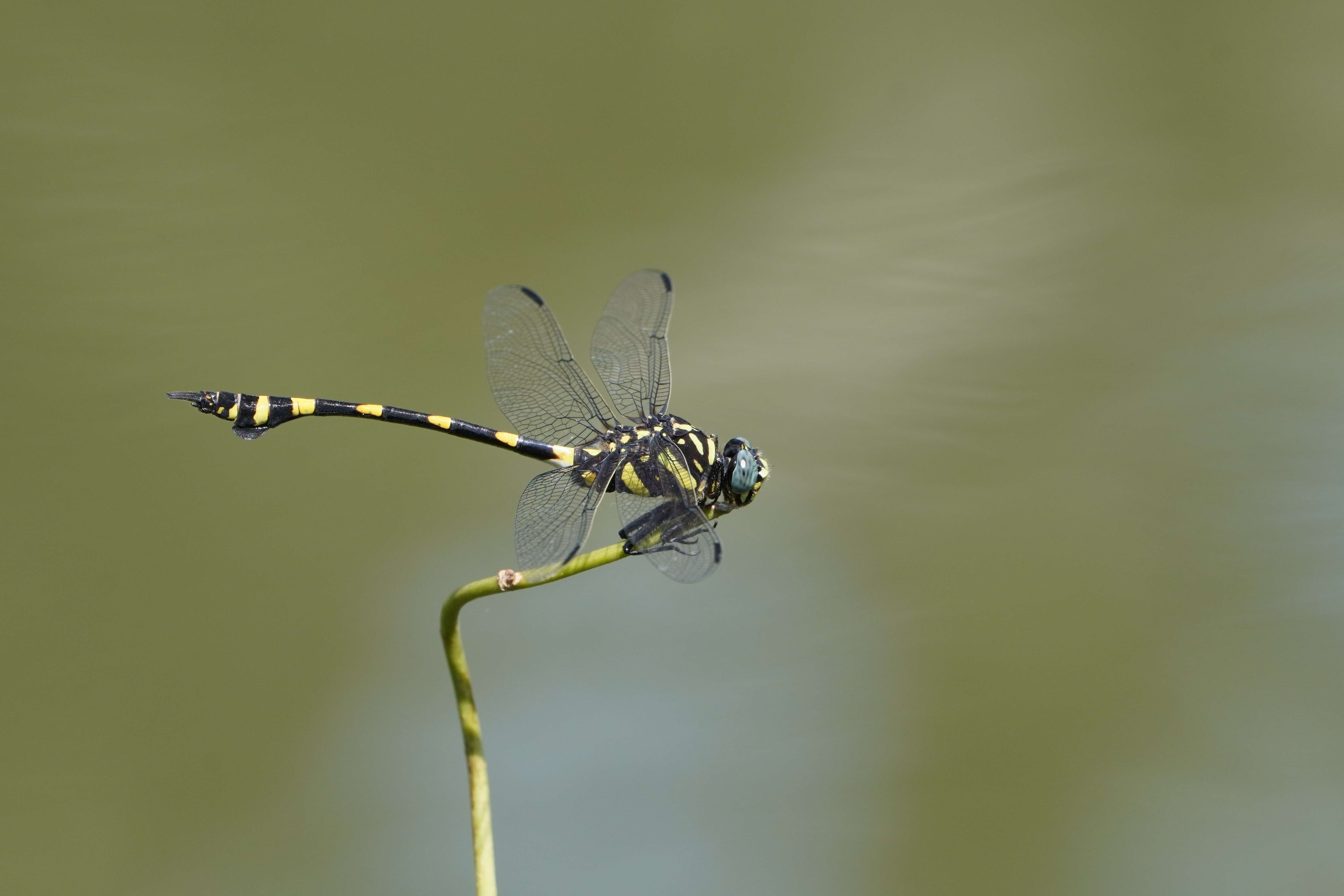 صورة Ictinogomphus rapax (Rambur 1842)