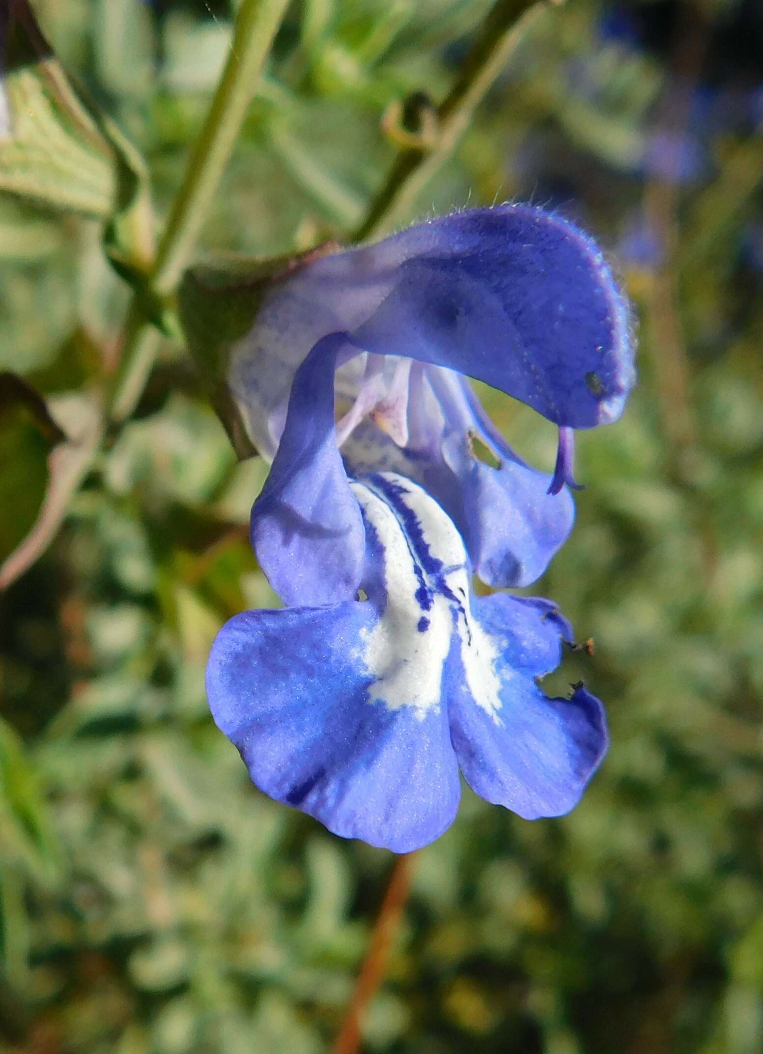 Imagem de Salvia muirii L. Bolus