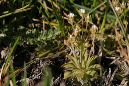 Image of western rockjasmine