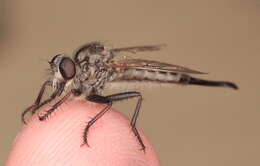 Image of robber flies