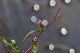 Image of Redshank