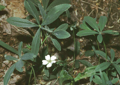 Imagem de Potentilla alba L.