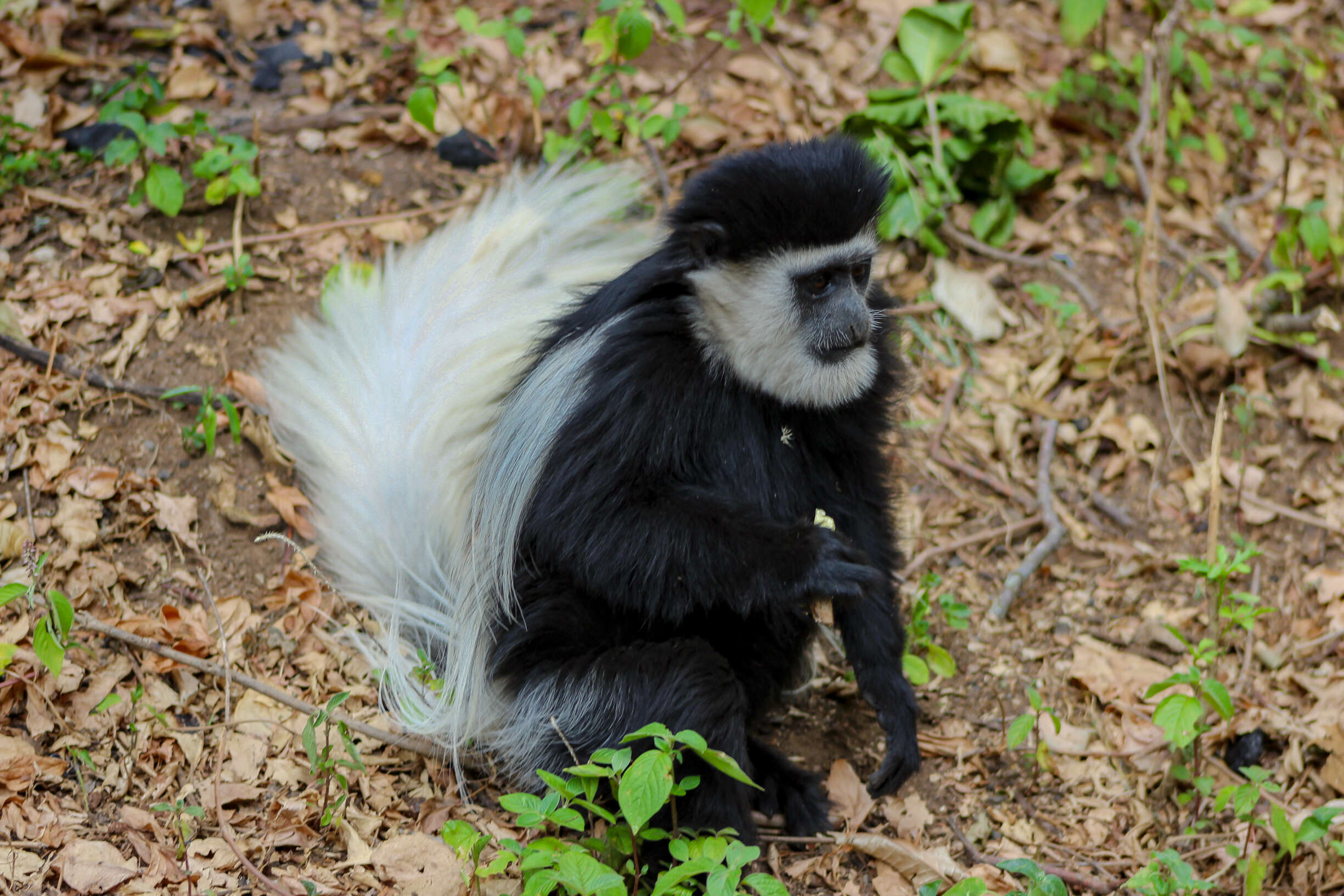 Image of Mantled Colobus