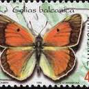 Imagem de Colias caucasica balcanica