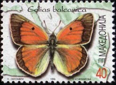 صورة Colias caucasica Staudinger 1871