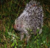 Coendou prehensilis (Linnaeus 1758) resmi