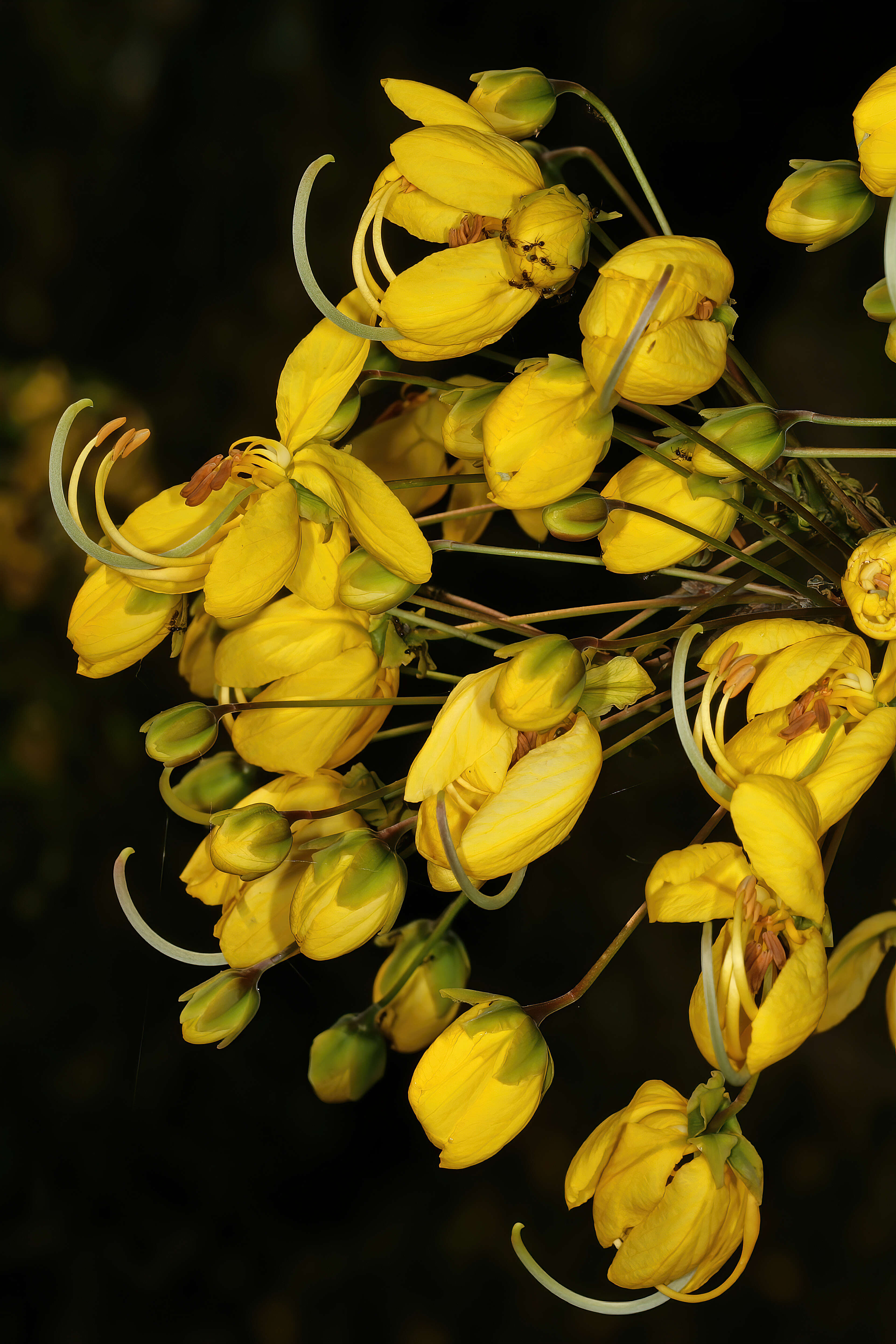 Слика од Cassia abbreviata Oliv.