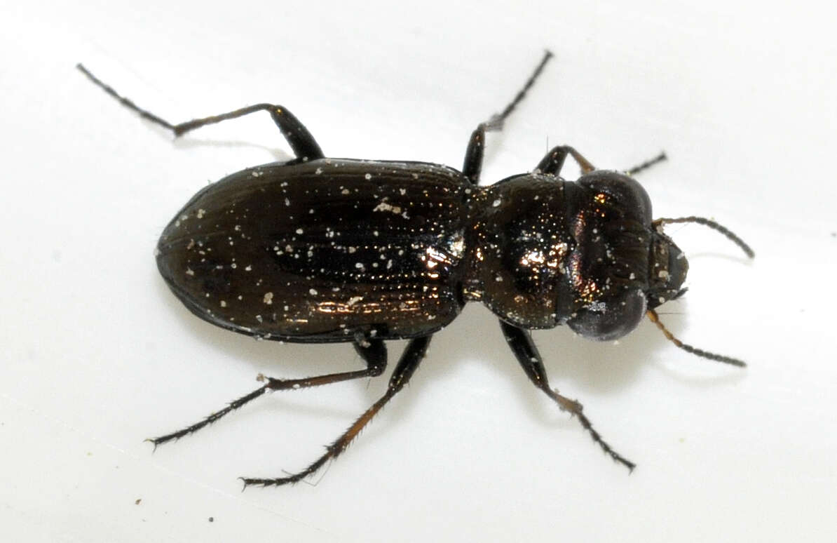 Image of Rough-necked Springtail-stalker