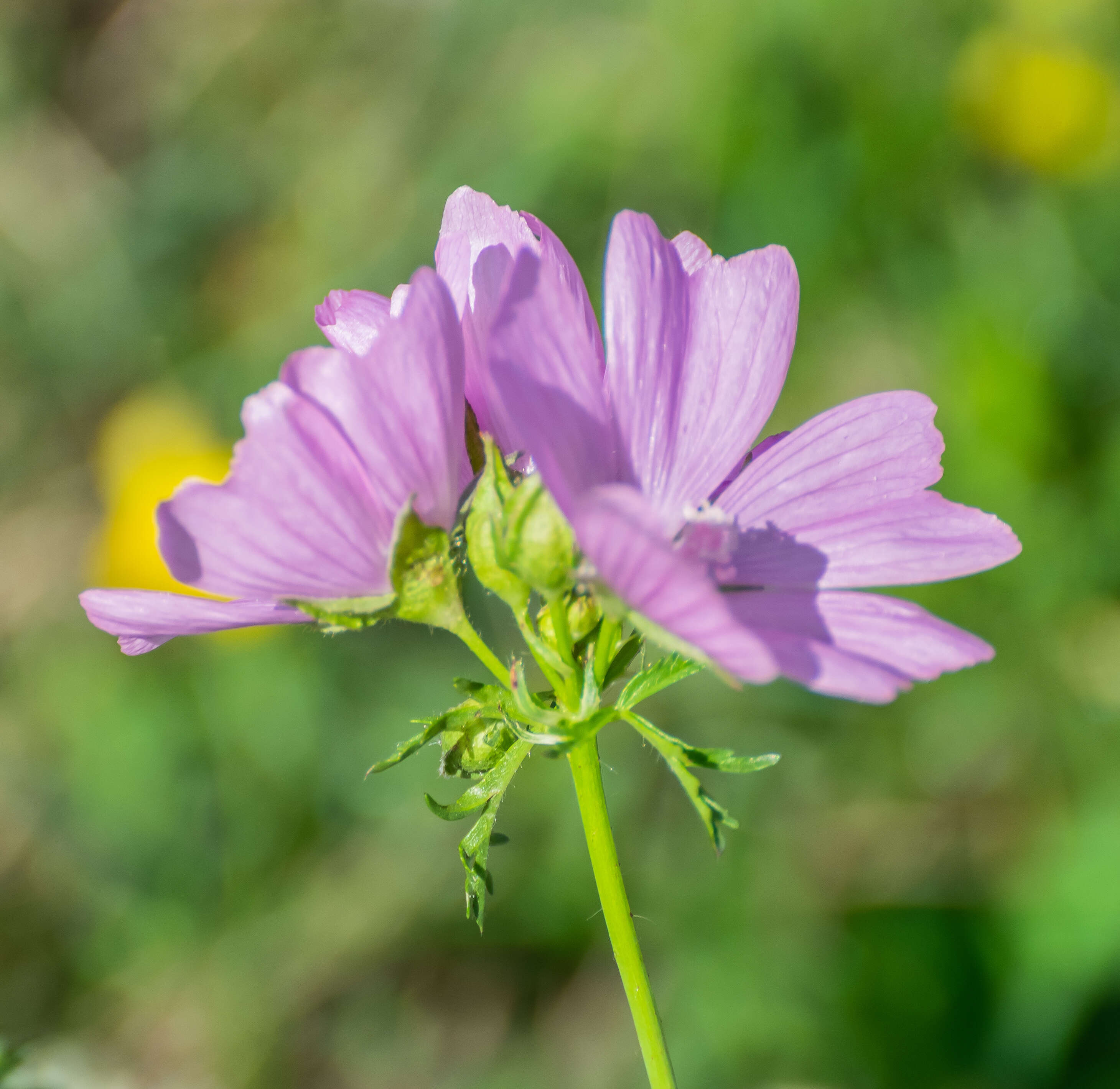 Image of musk mallow