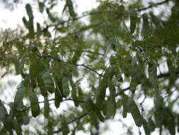 Image of gum arabic