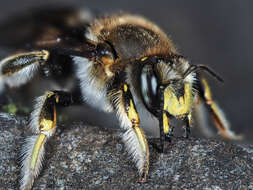 Image of wool-carder bee