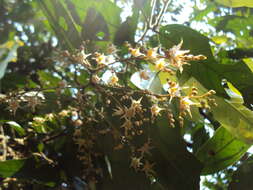 Image of Hopea ponga (Dennst.) D. J. Mabberley