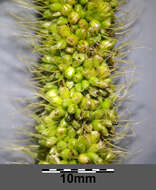 Image of Foxtail millet