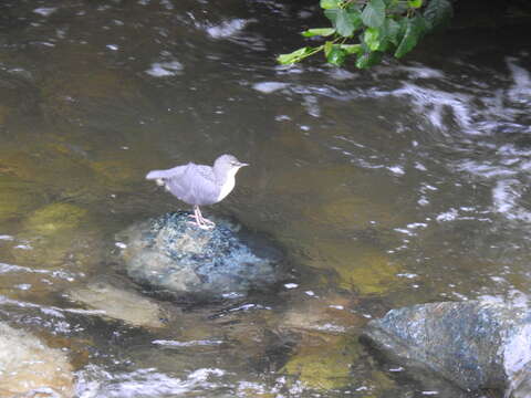 Image of Dipper