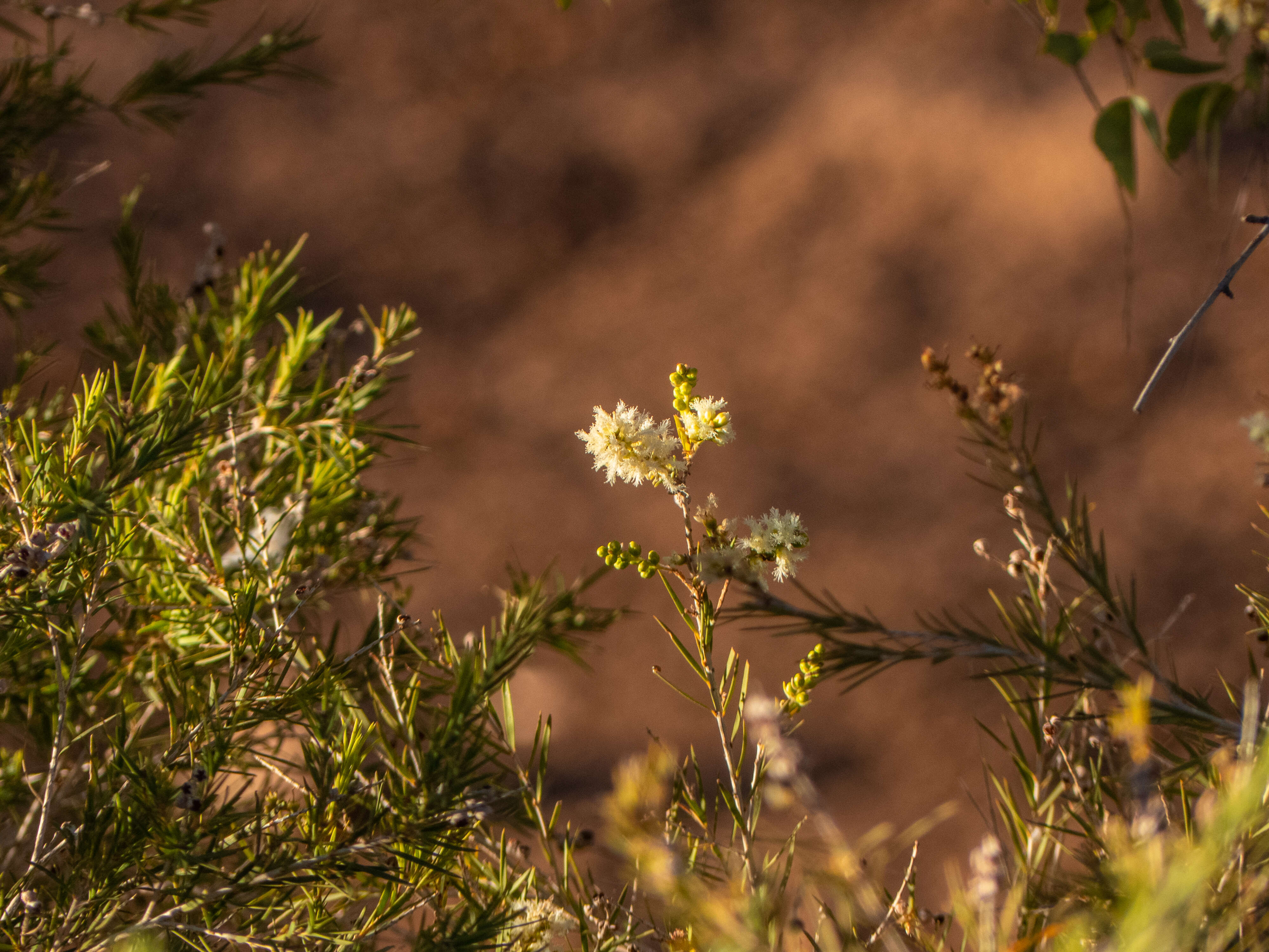 Image of Melaleuca trichostachya Lindl.