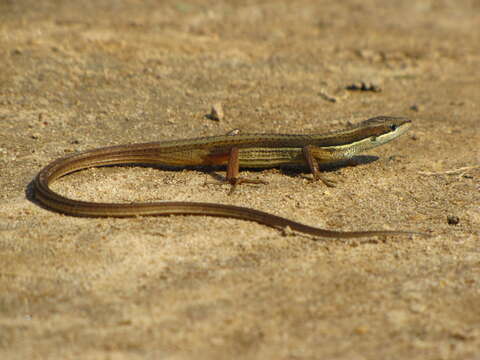 Image of Grass lizards