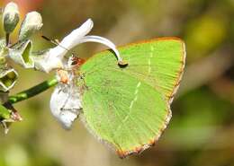 Plancia ëd Callophrys avis Chapman 1909