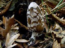 Imagem de Coprinopsis picacea (Bull.) Redhead, Vilgalys & Moncalvo 2001