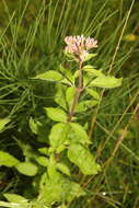 Image of hemp agrimony