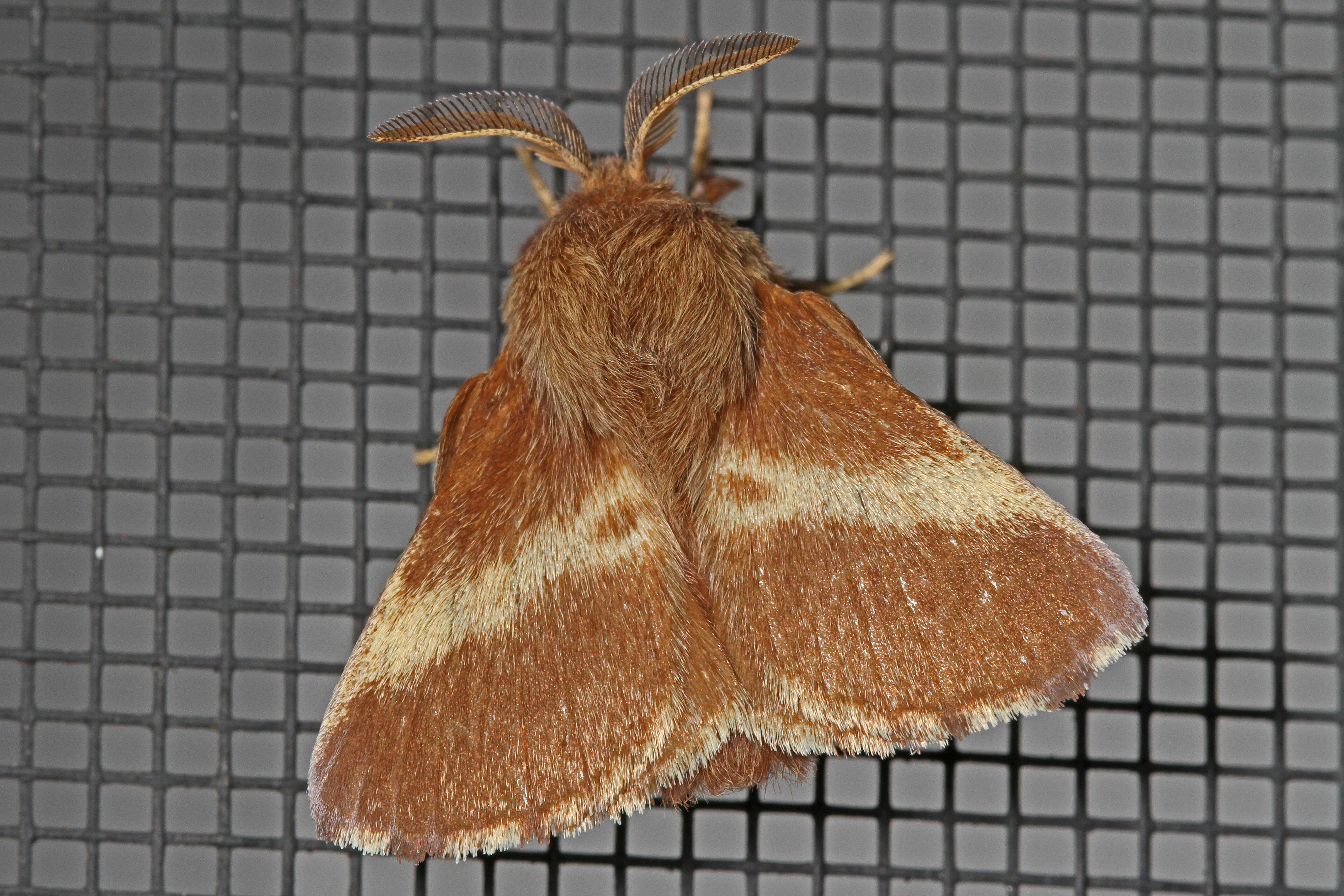 Image de Malacosoma americanum