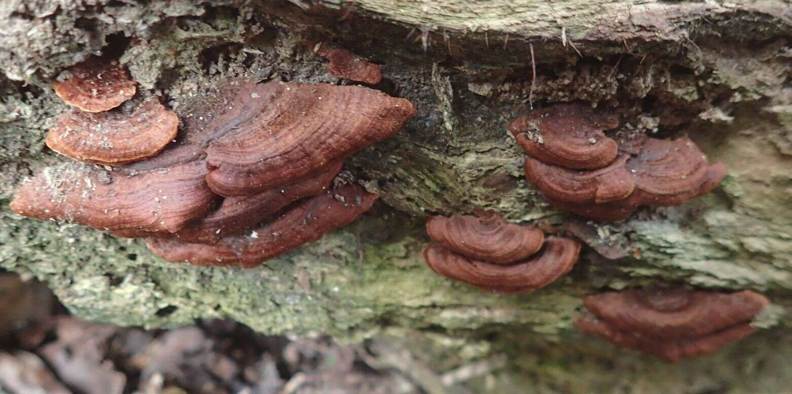 Image of Cyclomyces