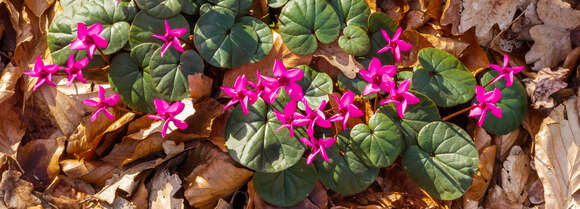 Image of Cyclamen coum Miller