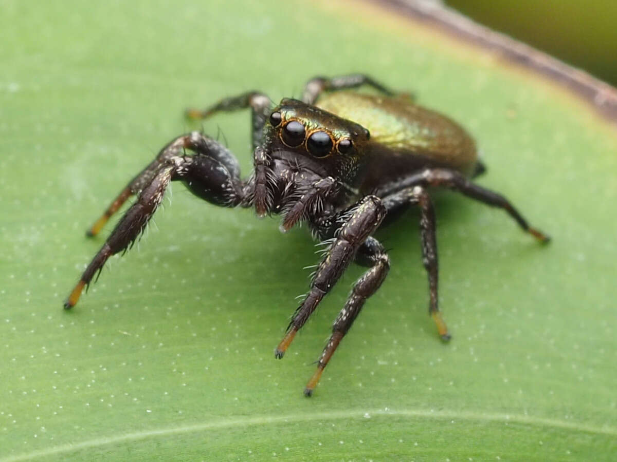 Image of Messua limbata (Banks 1898)