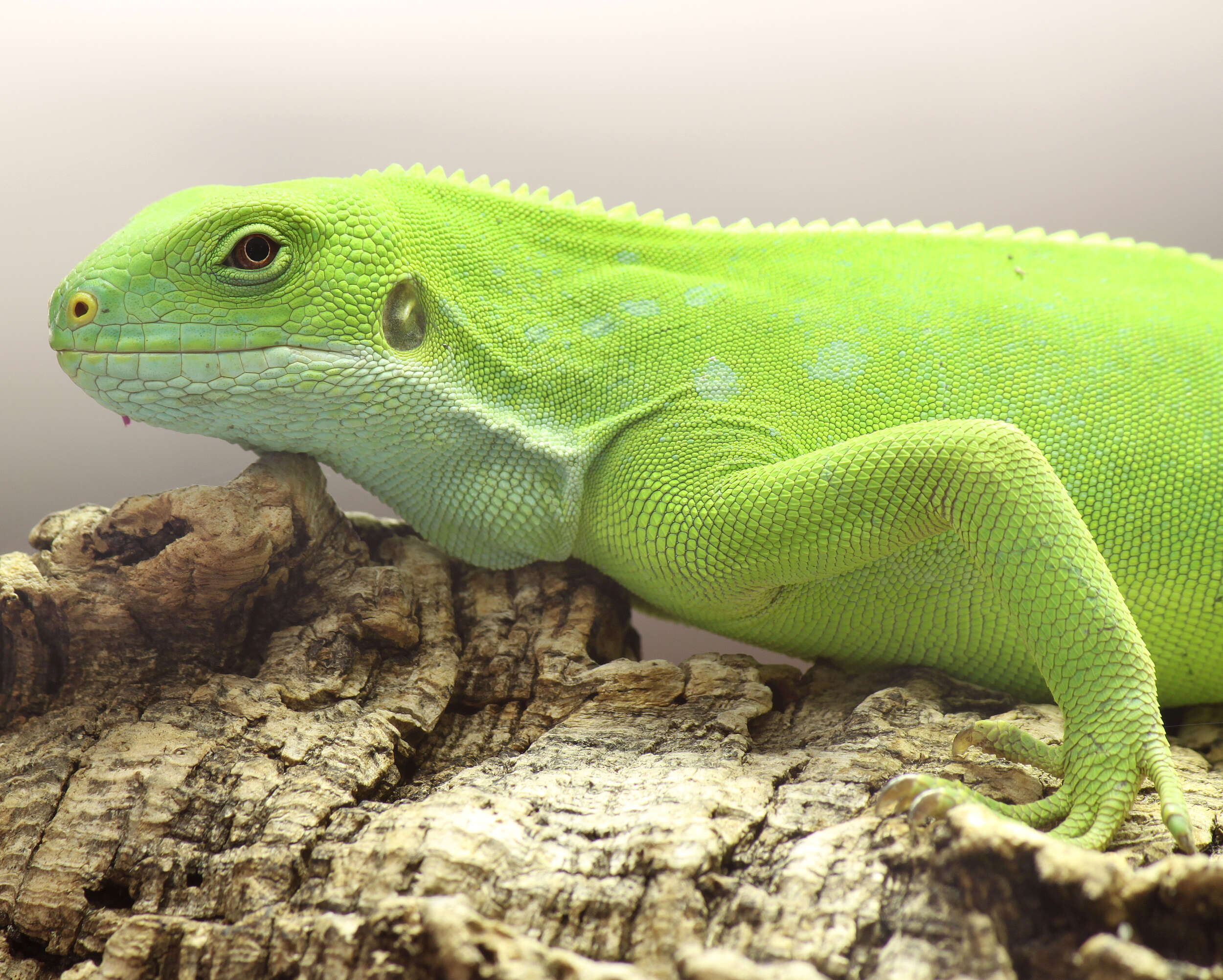 Image of Fiji iguanas